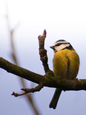Blue Tit on a tree branch - Join the RSPB's Big Garden Birdwatch 2015 - Country&travel - allaboutyou.com