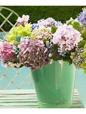 hydrangeas in vase