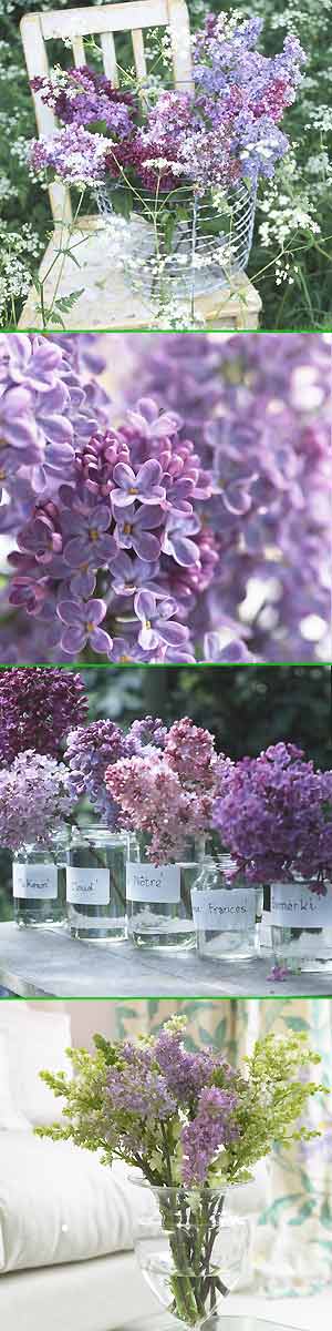 montage of lilac flowers - Bring lilac into your home - Craft - allaboutyou.com