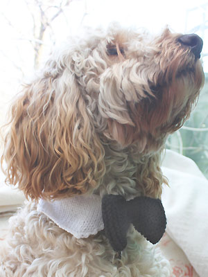 aay - Knit a dog bow-tie - Free knitting patterns - Craft - allaboutyou.com