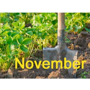 spade in soil, plus 'November' text - Gardening jobs this month: November - Gardening ideas - Craft - allaboutyou.com