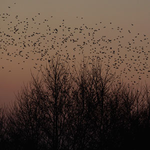 Starling murmuration - 10 of the UK's best natural spectacles - Days out - Country & travel - allaboutyou.com