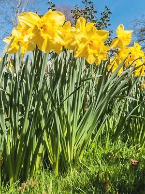daffodils growing - daffodil walks - Country & travel - allaboutyou.com