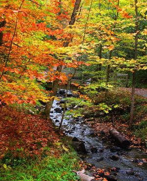 colourful autumn leaves - 10 best destinations for autumn travel - Short breaks and holidays - allaboutyou.com
