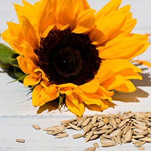 Sunflower and seeds - How to save sunflower seeds - gardening - craft - allaboutyou.com