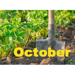 spade in soil, plus 'October' text