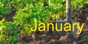 Spade in soil, plus 'January' text - Gardening jobs this month: January - Gardening ideas - Craft - allaboutyou.com