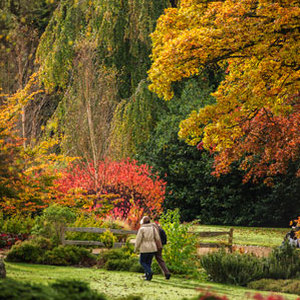 Trees in autumn - Celebrate National Tree Week - Country&travel - allaboutyou.com