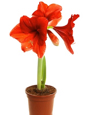 123 amaryllis flowers - How to grow an amaryllis - Gardening ideas - Craft - allaboutyou.com