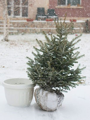 Pot-grown Christmas tree - How to grow a living Christmas tree - Gardening ideas - Craft - allaboutyou.com