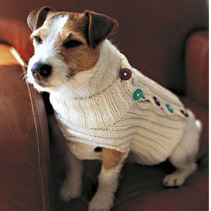 Small dog wearing button-up dog sweater free knitting pattern for a dog jumper allaboutyou.com