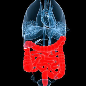 body scan of digestive system
