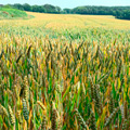 Crop field of corn; green energy solutions from allaboutyou.com