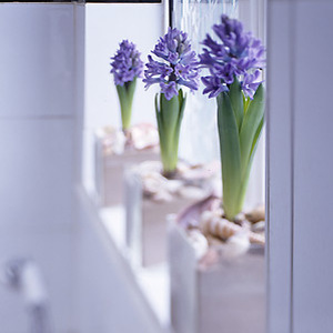 potted hyacinths on windowsill - Have hyacinths in flower for Christmas - Gardening ideas - Craft - allaboutyou.com