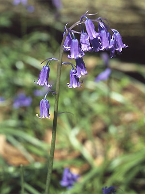 bluebell close-up - Bluebell walks 2014 - walking - Country & travel - allaboutyou.com