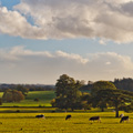 Cows in English countryside - organic farming  - country & travel - allaboutyou.com