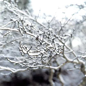 Snow-covered branches in winter garden - Protect your garden from wintry weather - Christmas Craft - allaboutyou.com