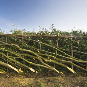 Getty - hedgelaying - How to... plant and lay a hedge  - Gardening ideas - Craft - allaboutyou.com