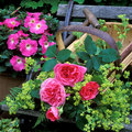 Trug filled with flowers - All our experts gardening tips - Craft - allaboutyou.com