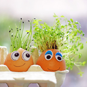 Getty cress and chives growing in eggshells - Grow an Easter egg decoration - Craft - allaboutyou.com