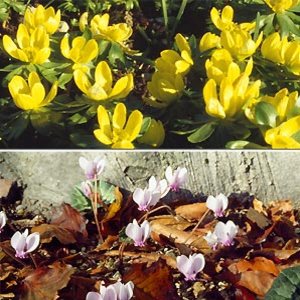 CL winter aconite and cyclamen coum montage